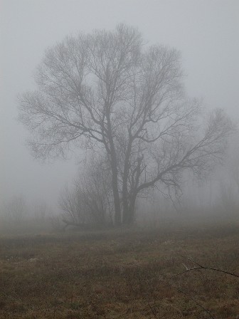 árboles en la bruma