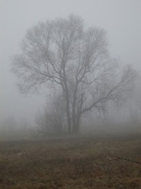 árboles en la bruma